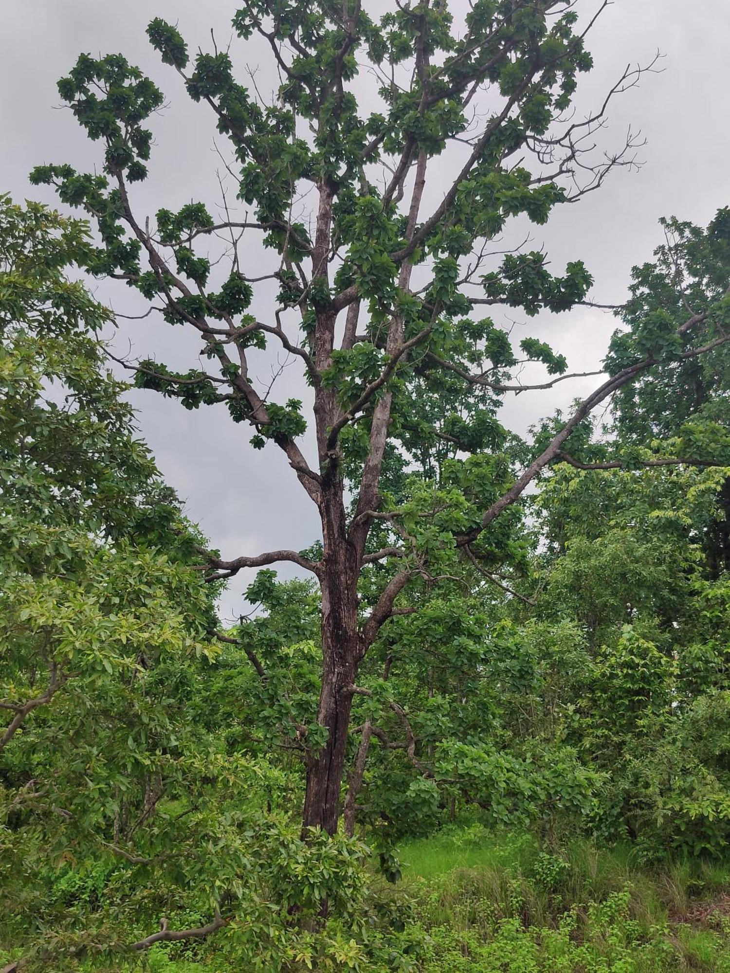 Surwahi Social Ecoestate Kanha Bagian luar foto